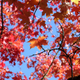 Illustration for article titled Pics from the Curbside: 2018-10-14 to Kitsilano Secondary School